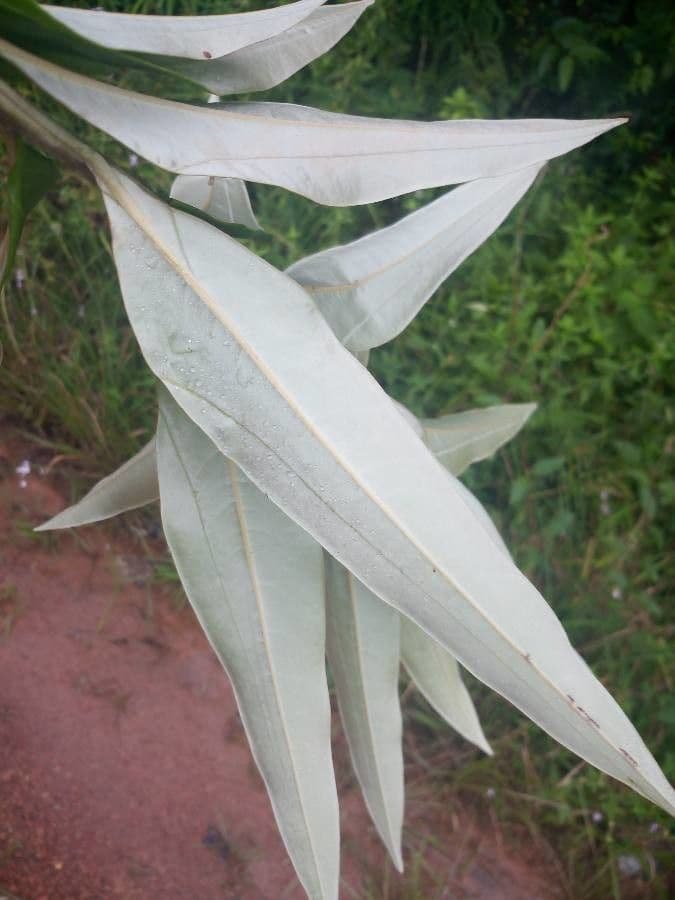 Ocotea 4