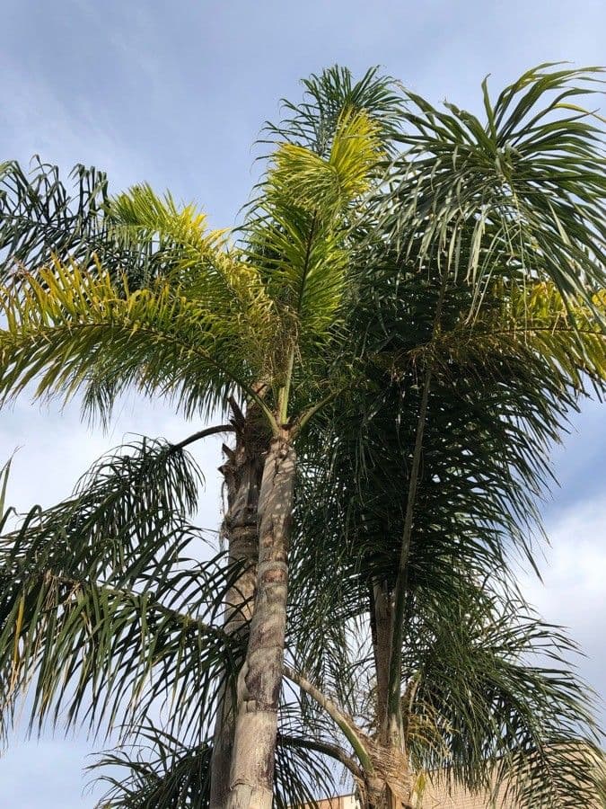 Palma di Giriba 17