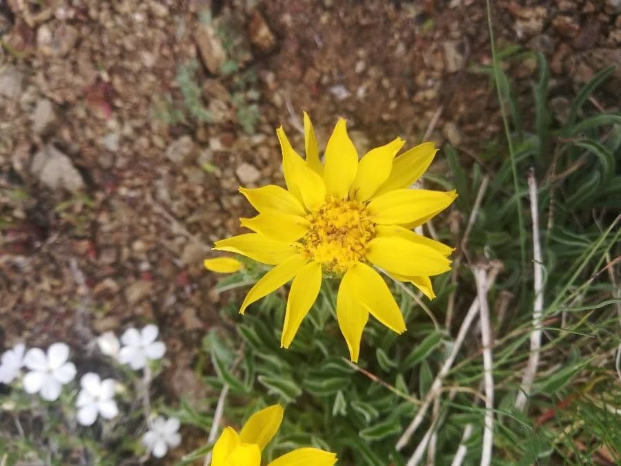 Wyethia 5