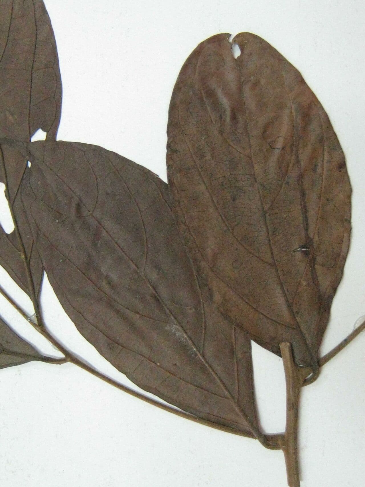 Ocotea 7