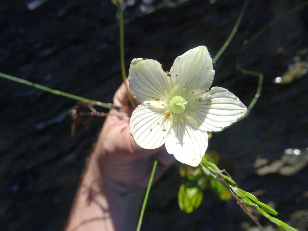 Parnassia glauca 3