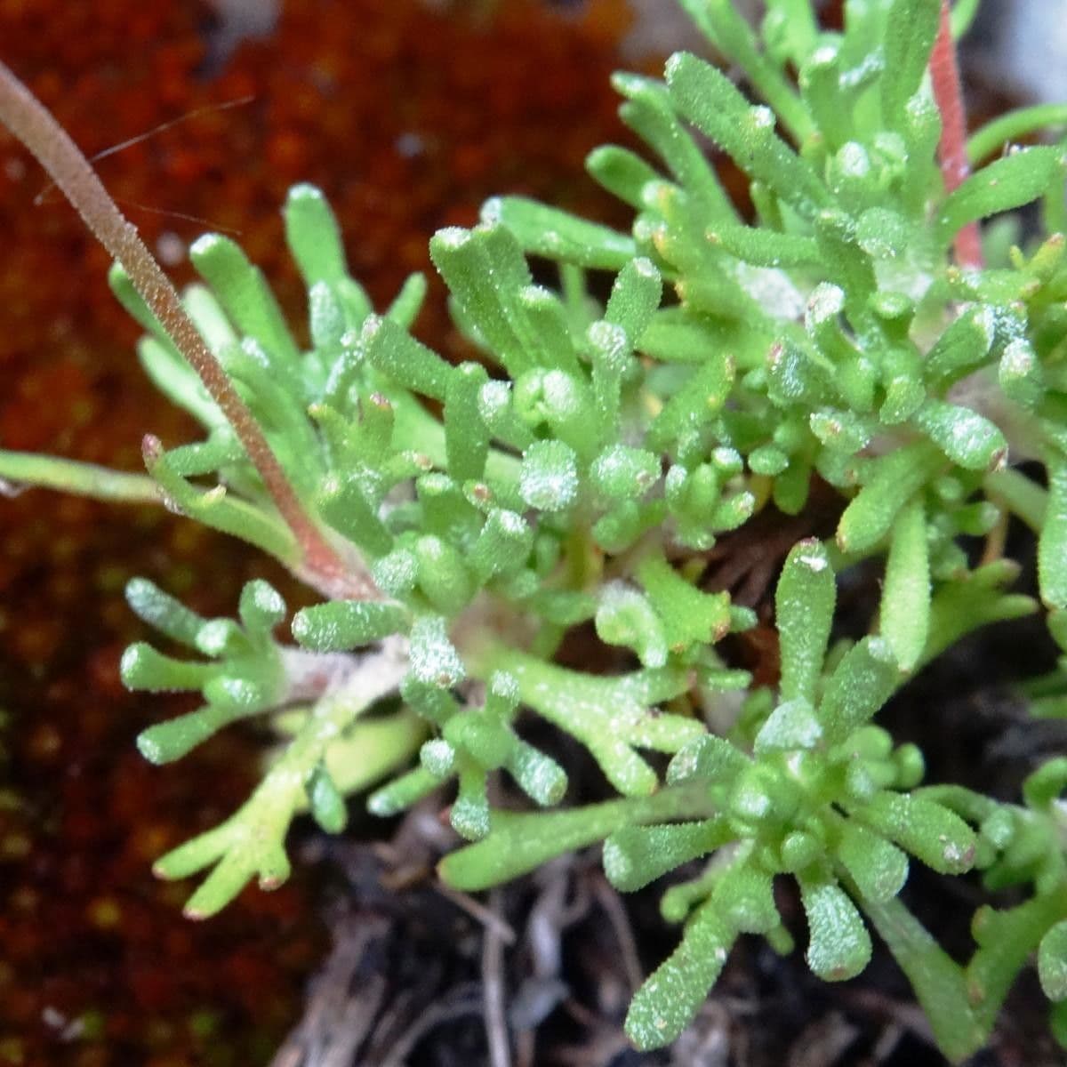 Verschlungene Steinbrech 4