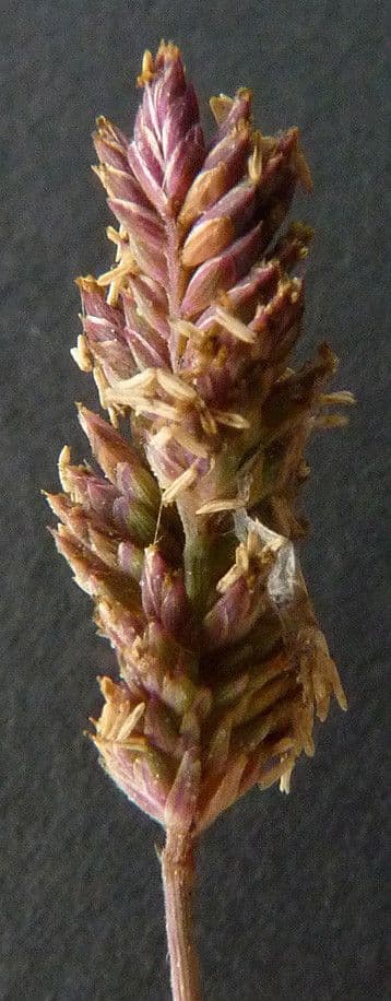Aeluropus 9