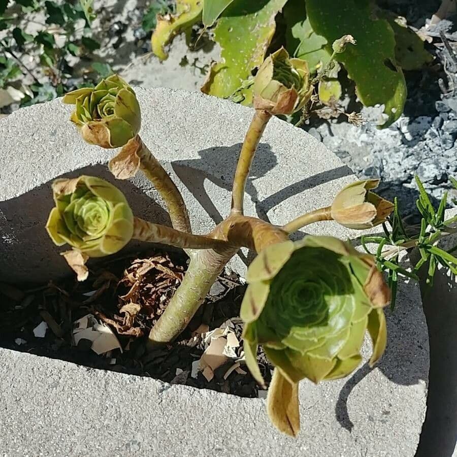 Aeonium ondulato 8