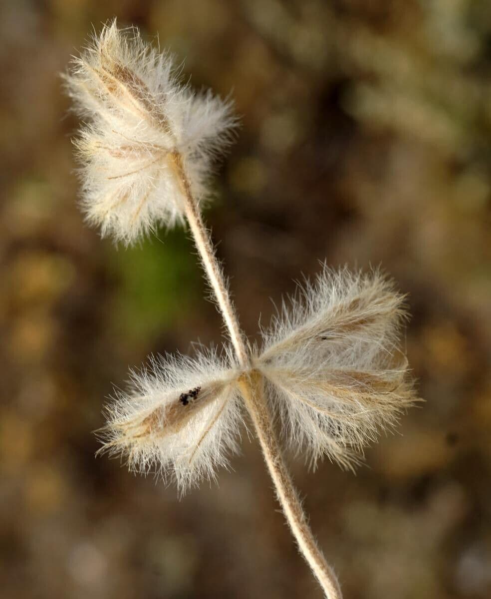Mechera