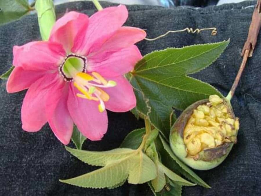 Passiflora tripartita 8