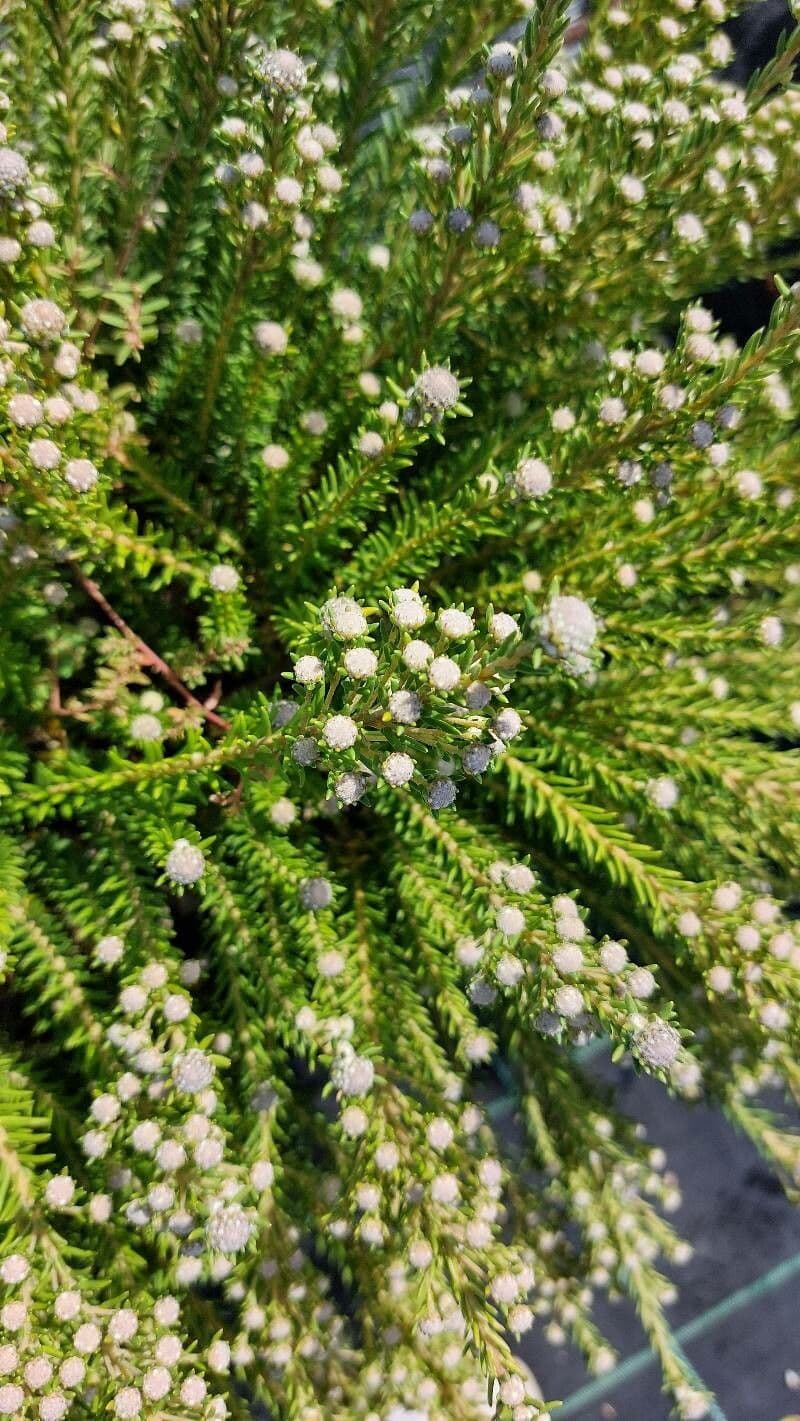 Phylica ericoides 9