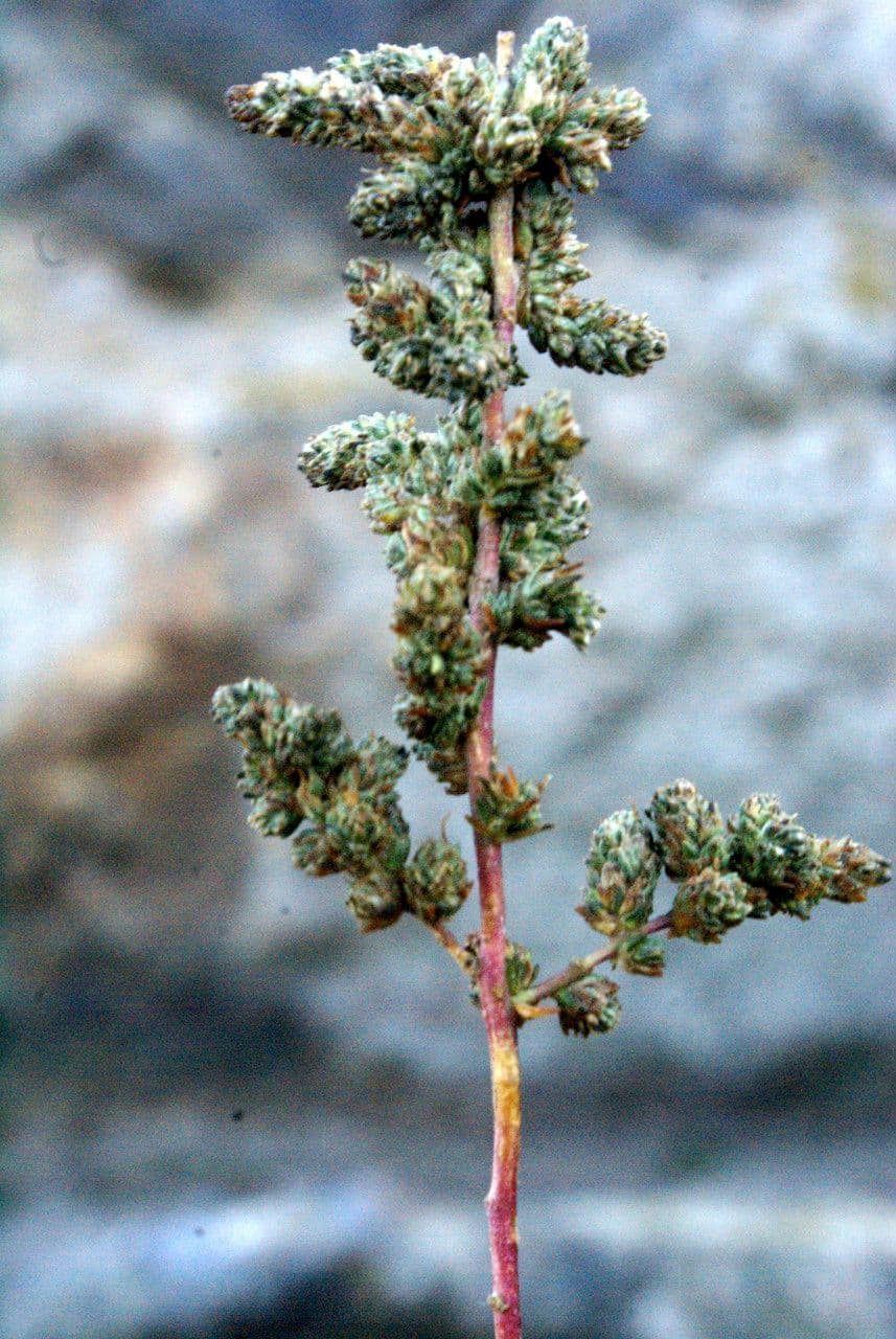 Camphorosma 28