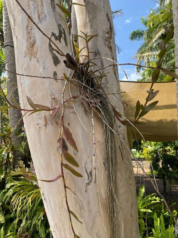 Epidendrum ibaguense 8
