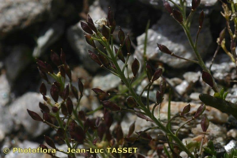 Iberidella alpina 5