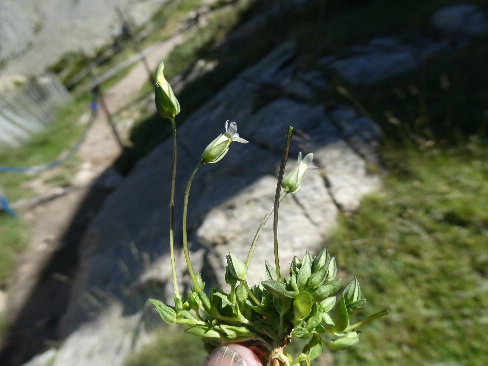 Comastoma tenellum 12