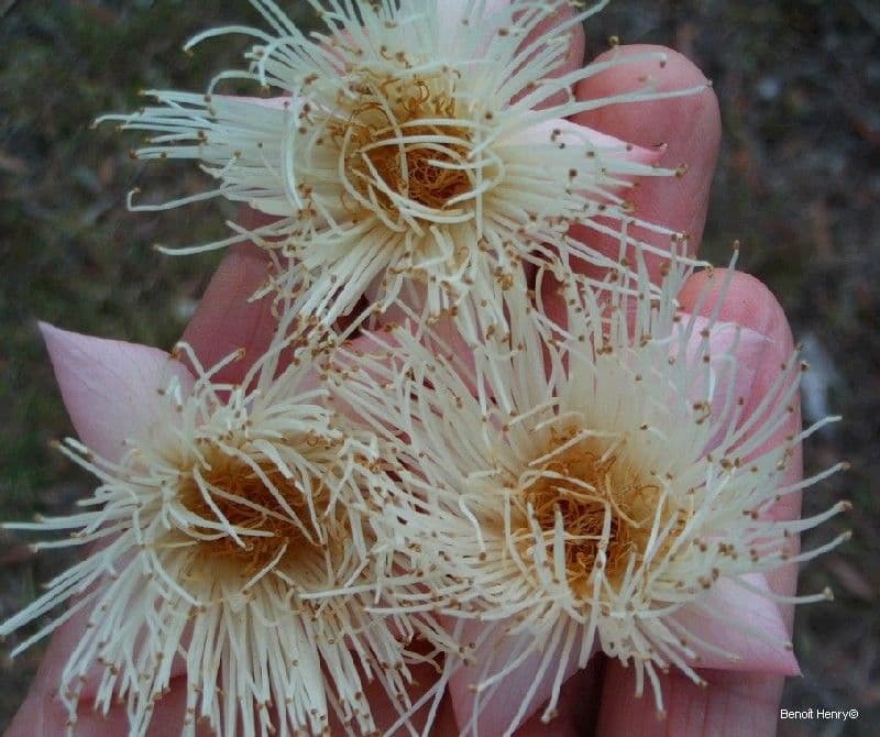 Barringtonia 5