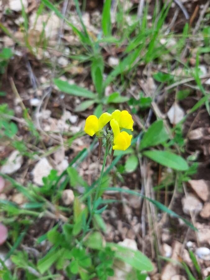 Linaria oblongifolia