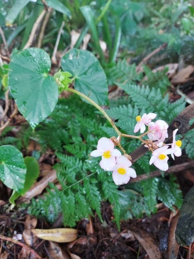 Begonia 14