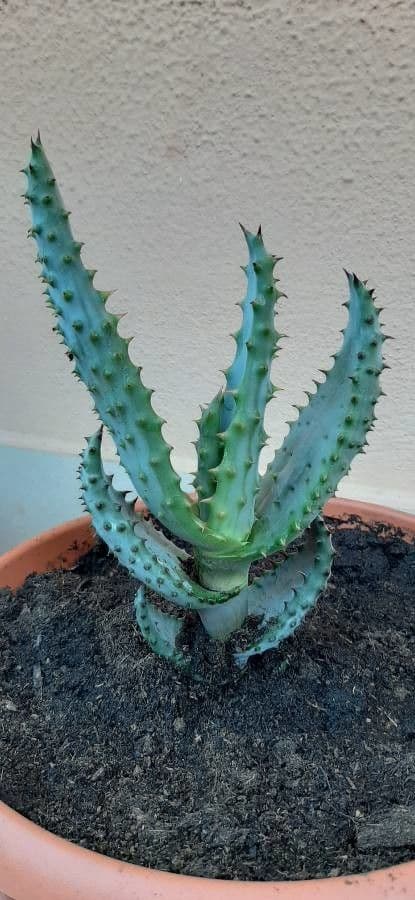 Transvaal-Aloe 16