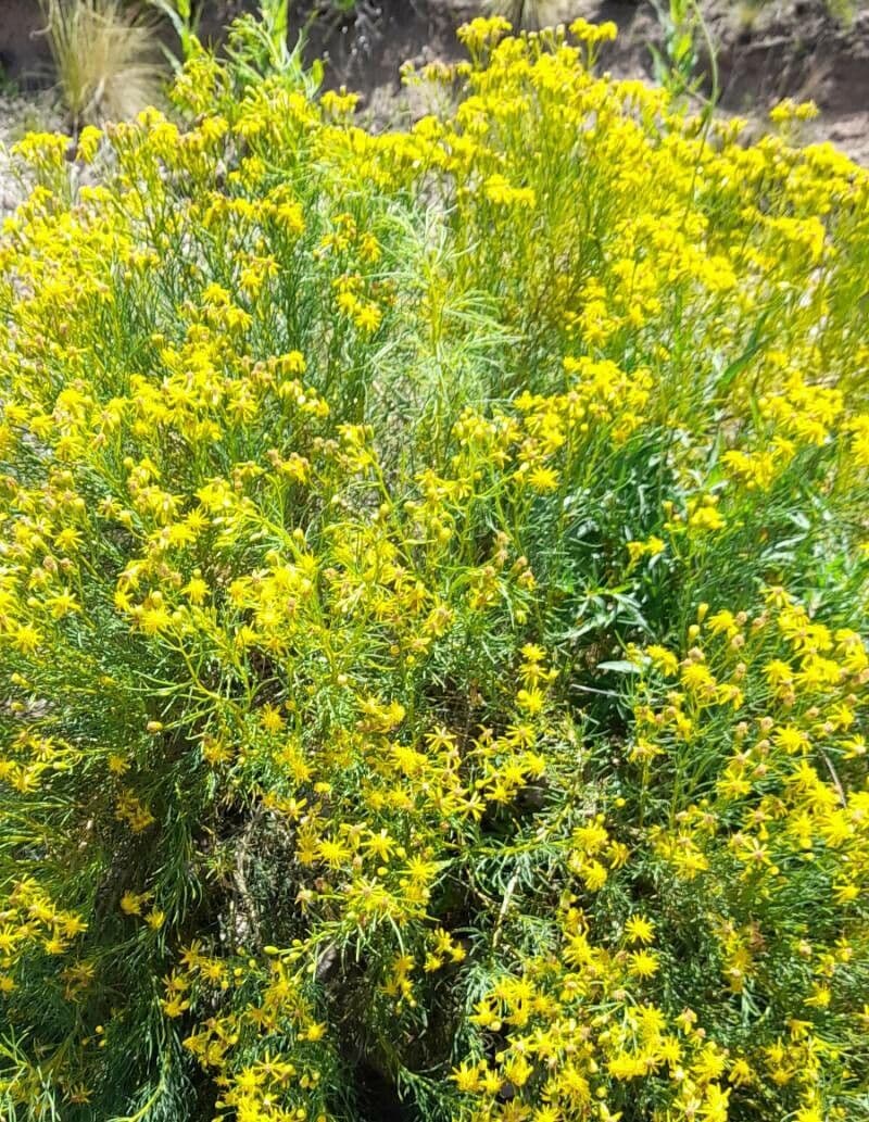 Senecione 6