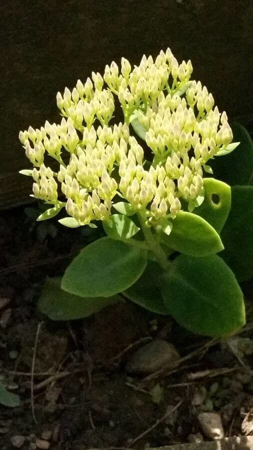 Sedum 9