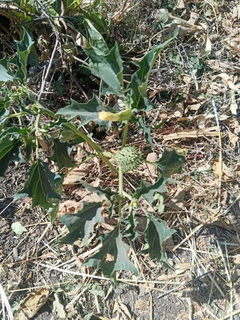 Datura 4