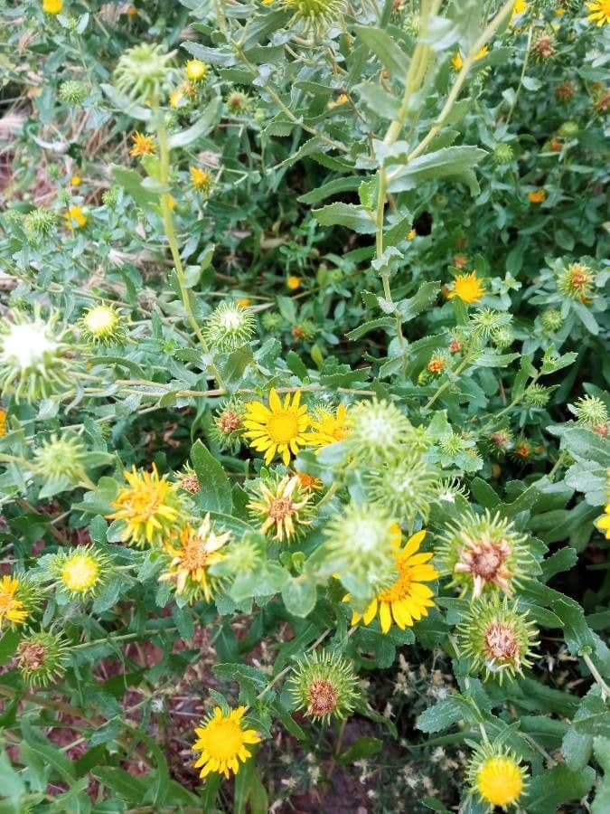 Grindelia 17