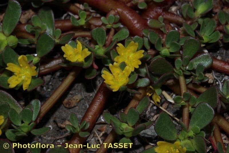 Portulaca