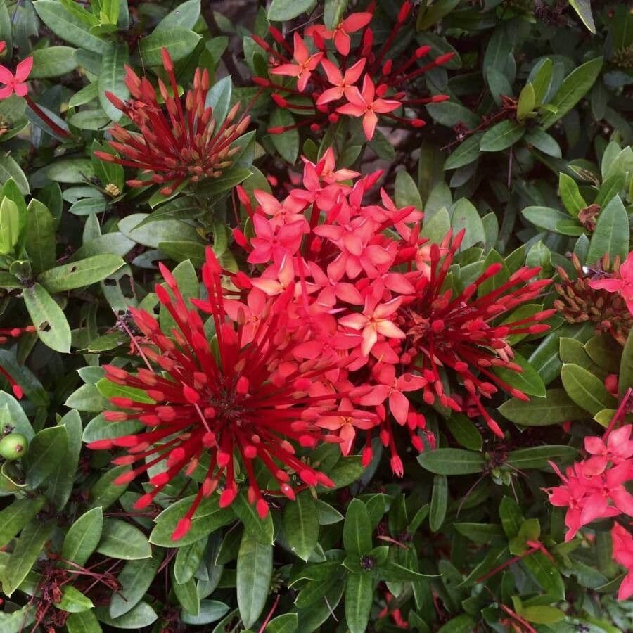 Ixora 7