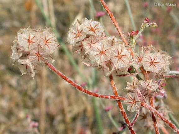 Chorizanthe 2