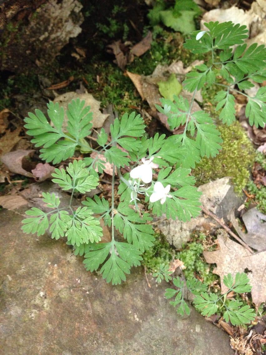 Dicentra canadese 11