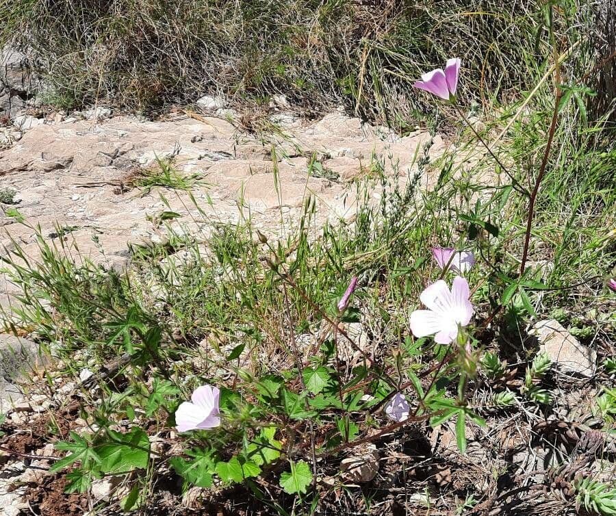 Malva di Creta 11