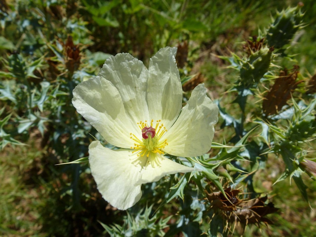 Argemone ocra 5