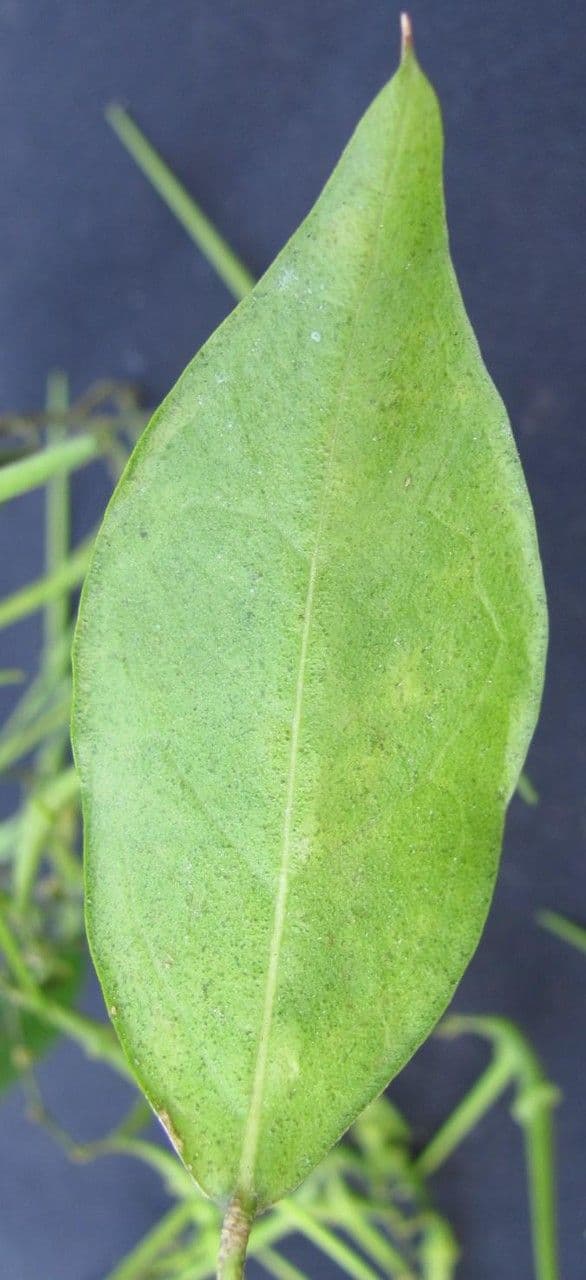 Tassadia 15