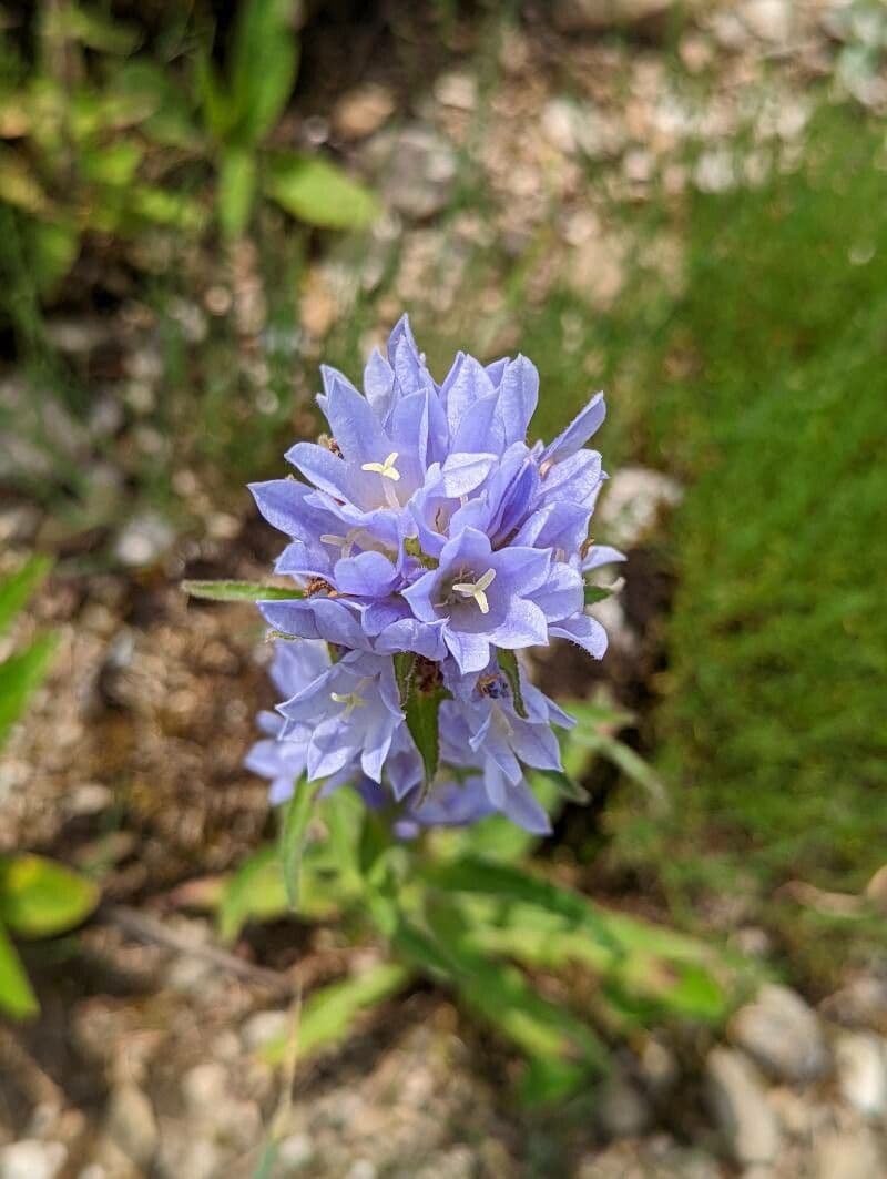 Campanula