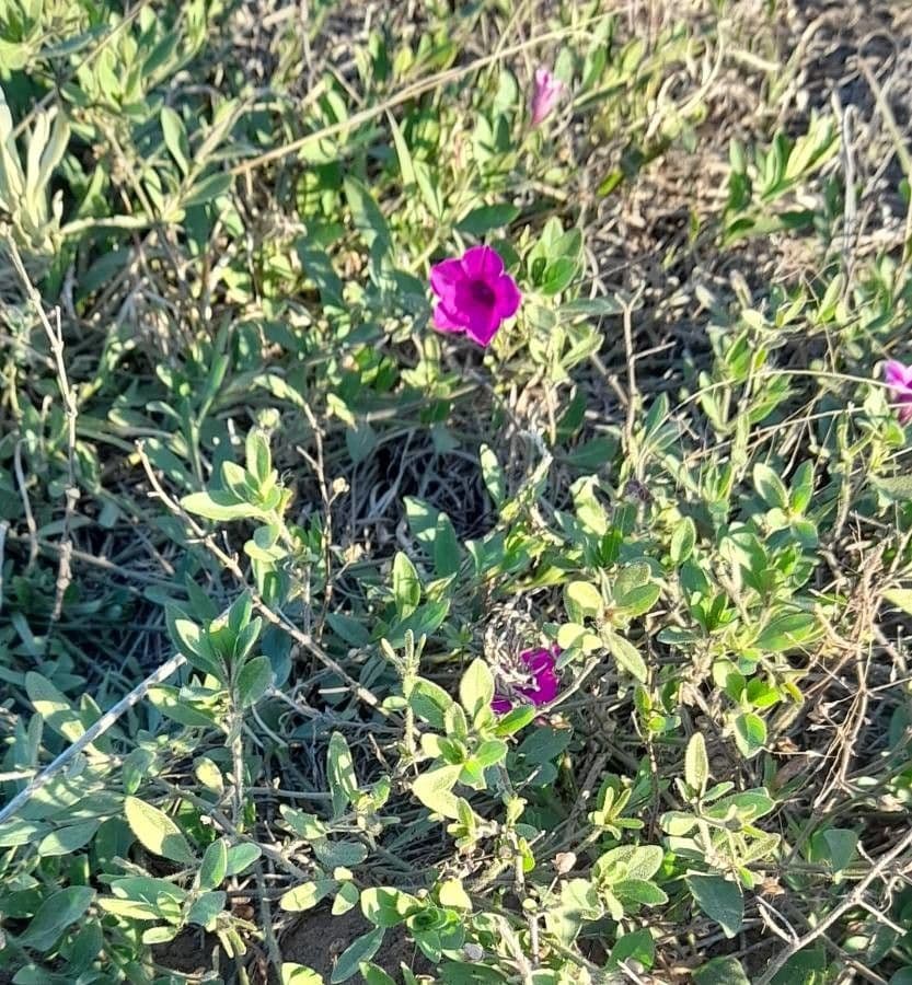 Petunia 6