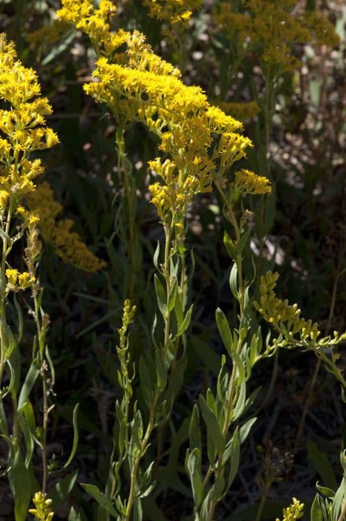 Solidago 10
