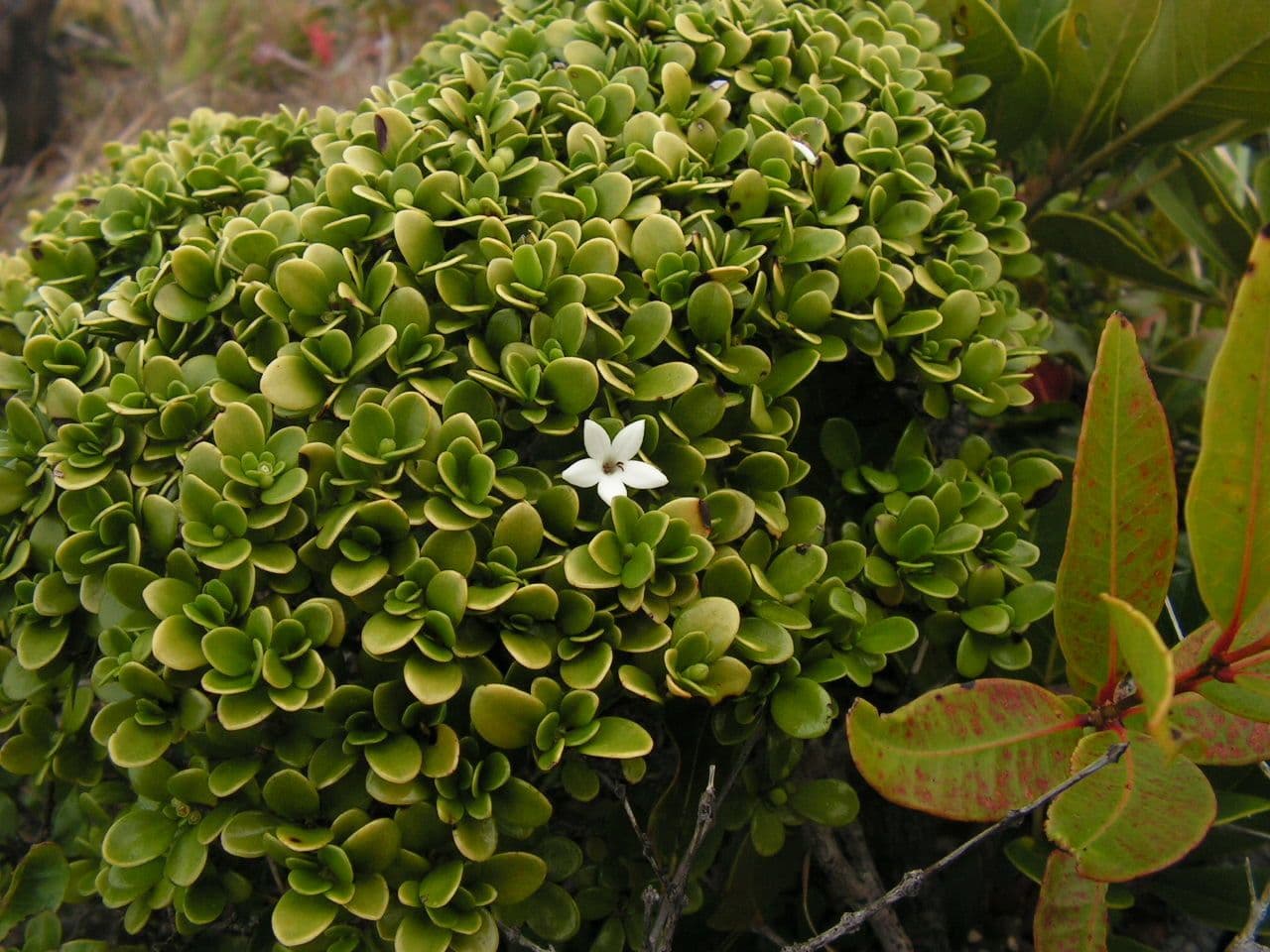 Psicotria 2