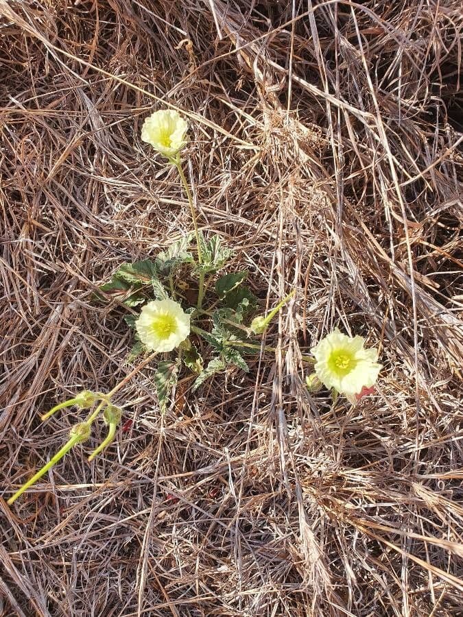 Monsonia 7
