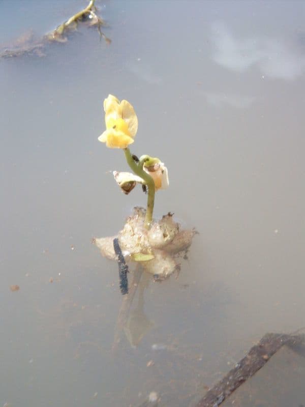 Utricularia foliosa 9