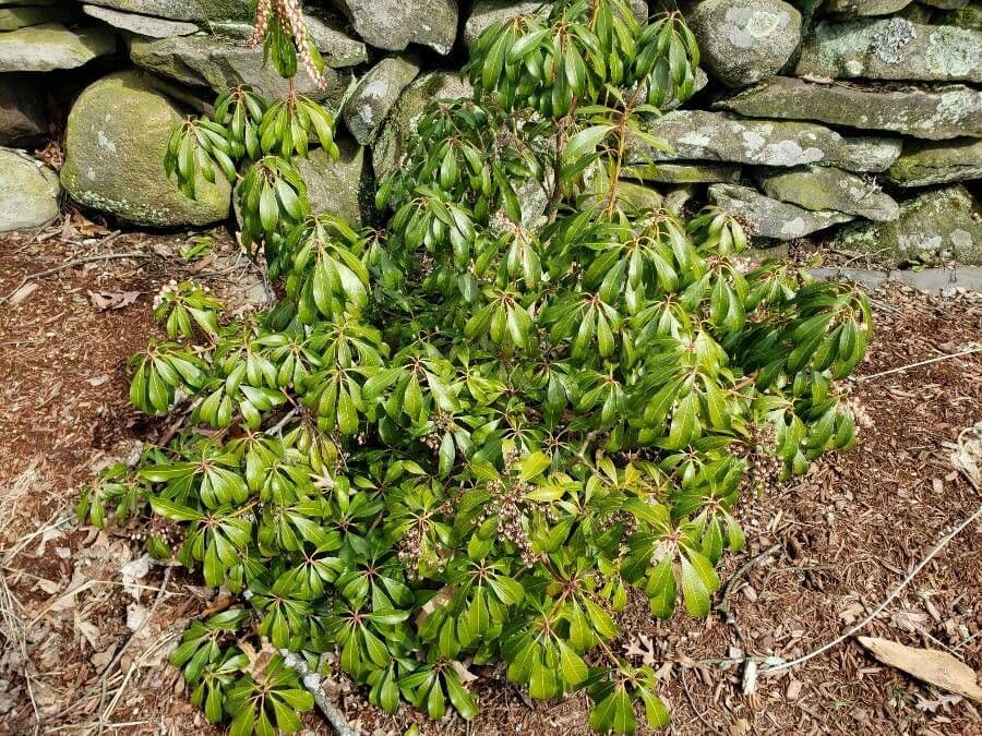 Pieris giapponese 15