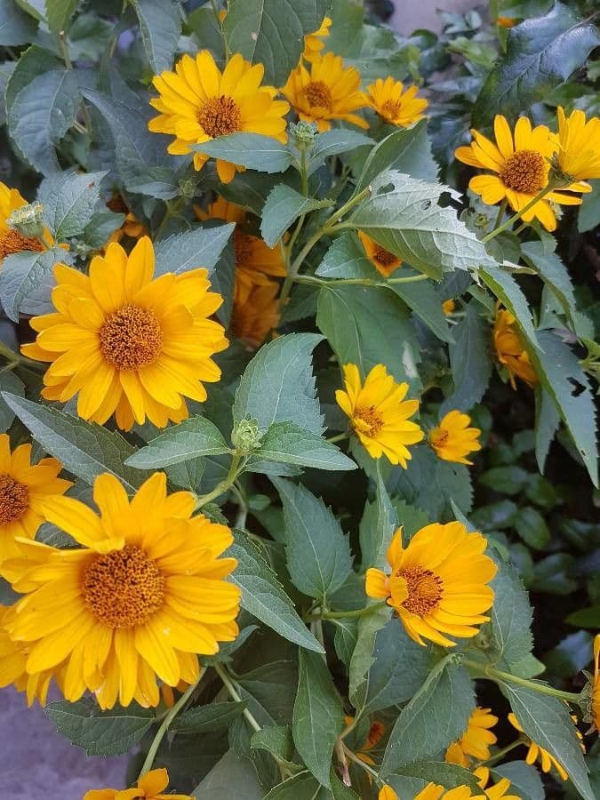 Heliopsis 25