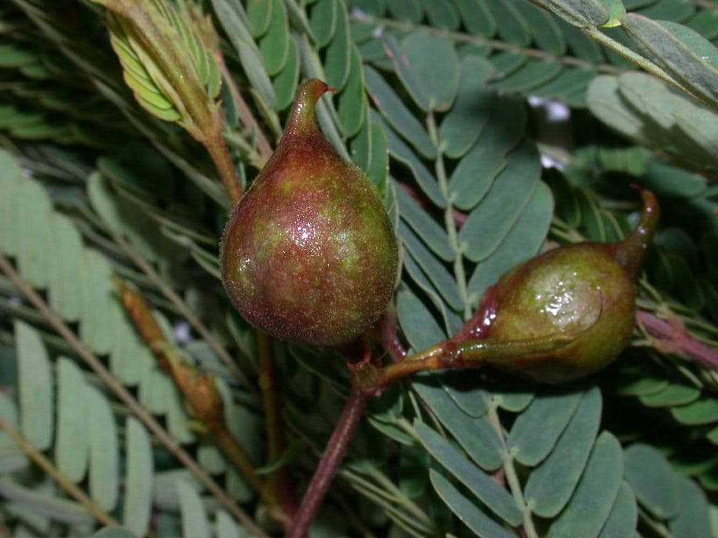 Albizia carbonaria