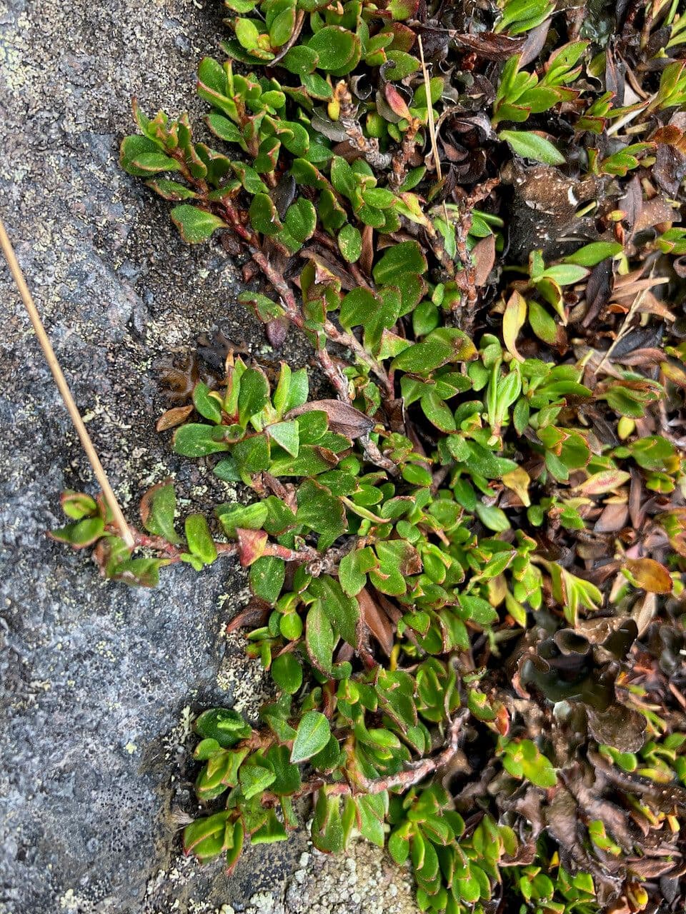 Muehlenbeckia 5