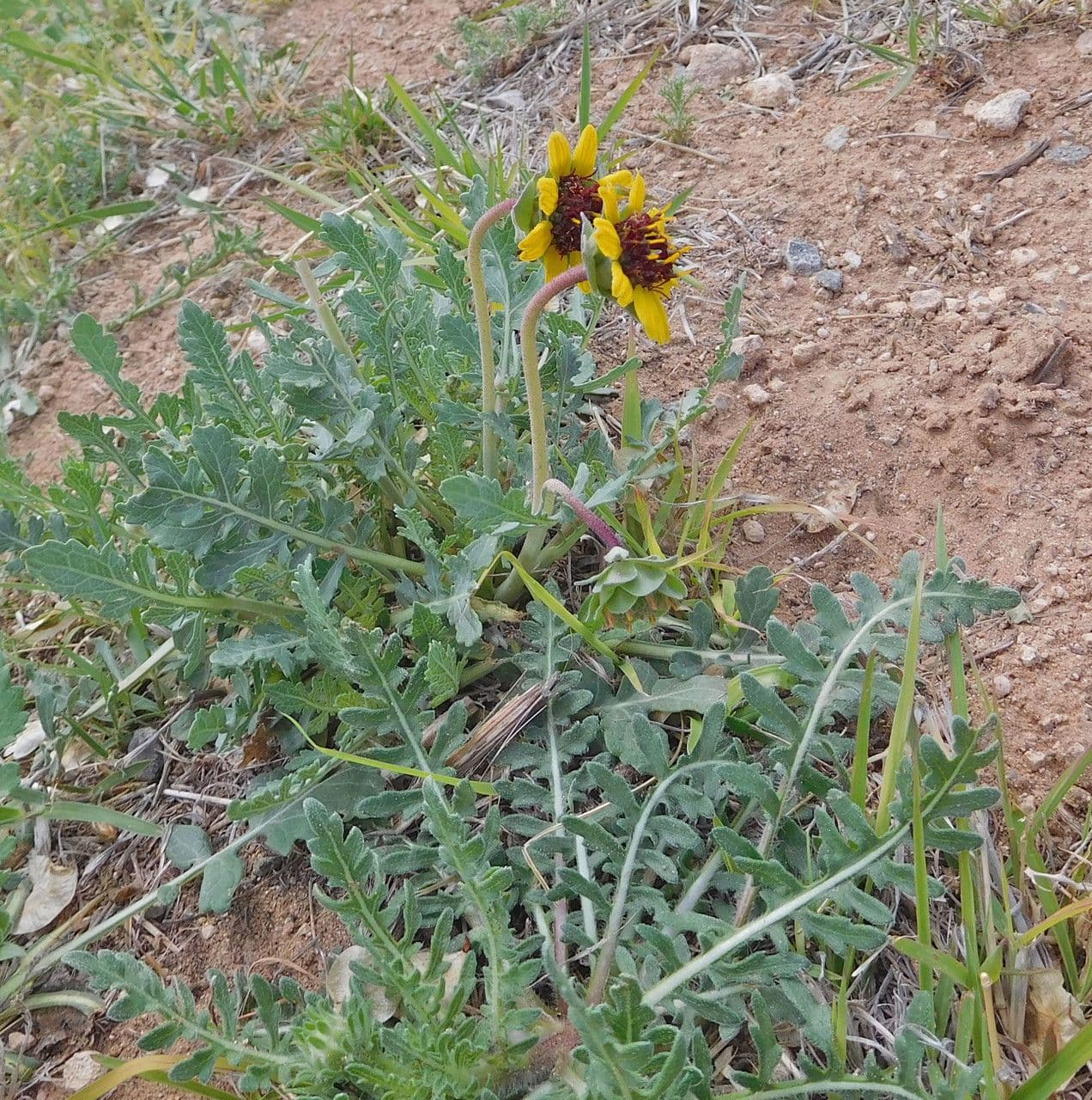 Berlandiera 10