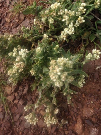 Gnaphalium californiano 6