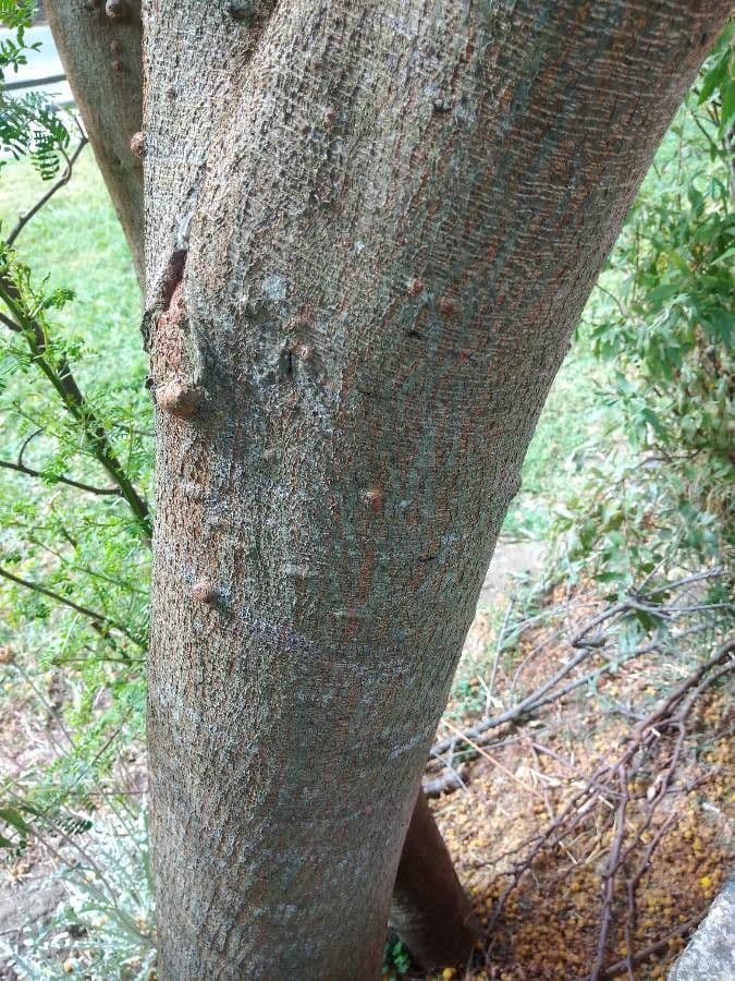 Acacia seyal 5