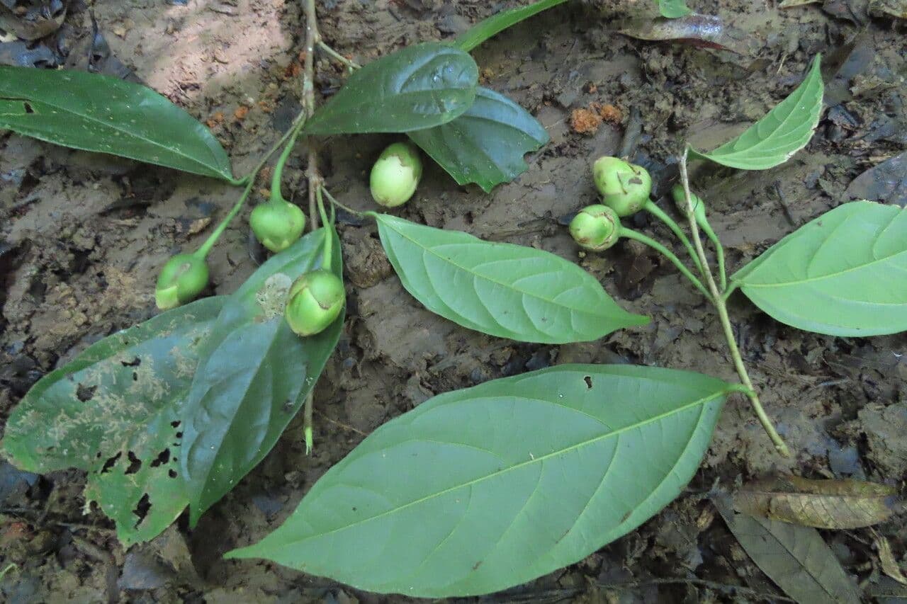 Quararibea 11