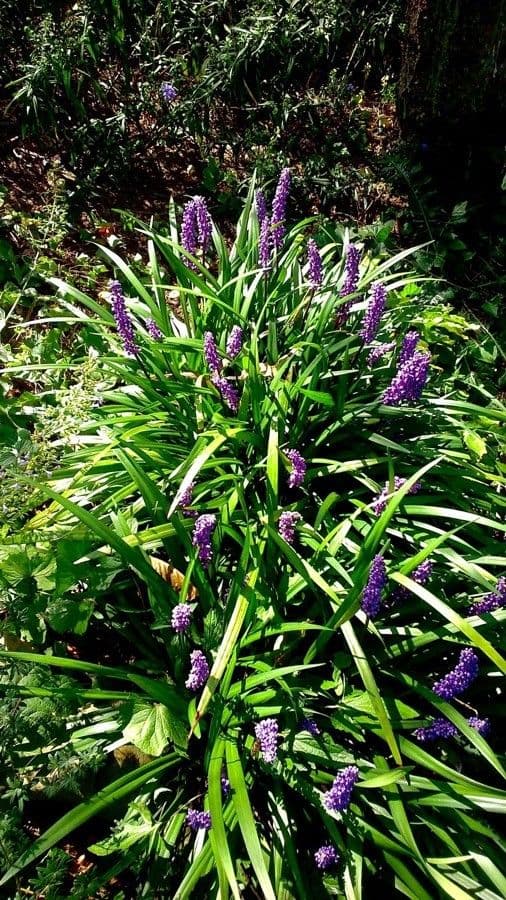 Liriope 15