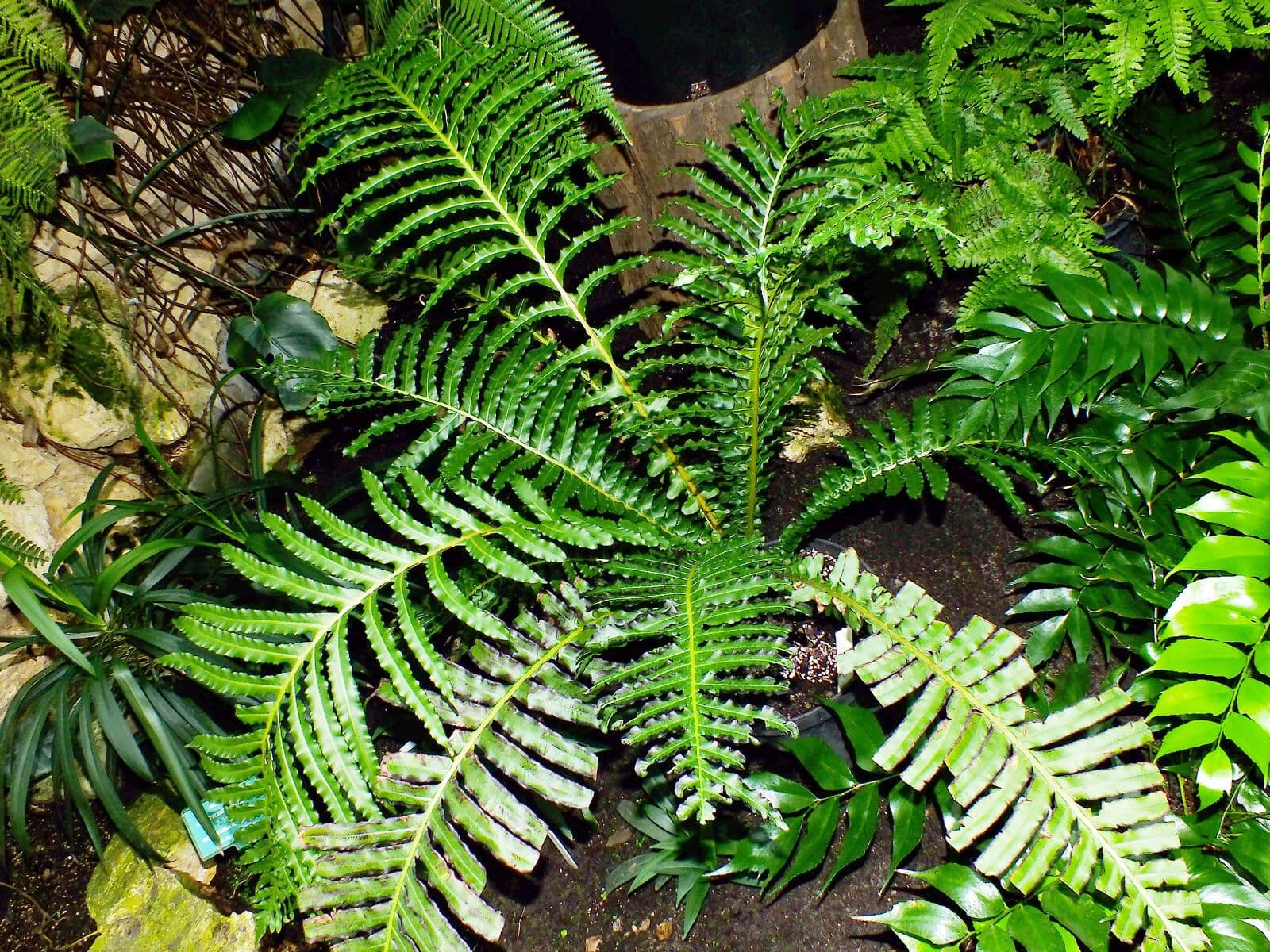 Blechnum 4