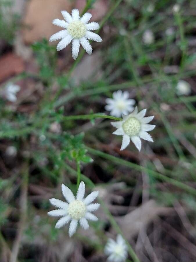 Actinotus 5
