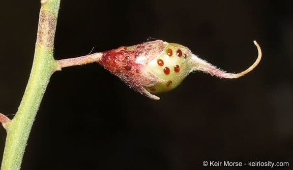 Psorothamnus schottii