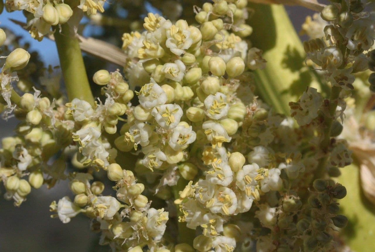 Nolina cismontana