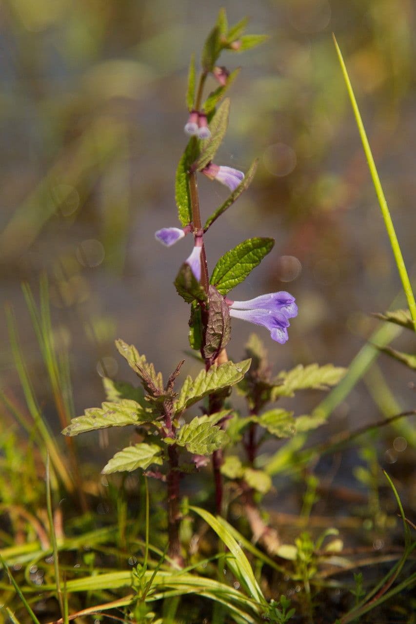 Scutellaria comune 20